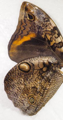Opsiphanes sp.